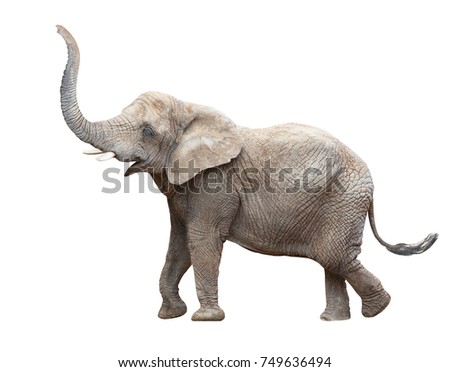 African elephant - Loxodonta africana female. Animals isolated on white background. 