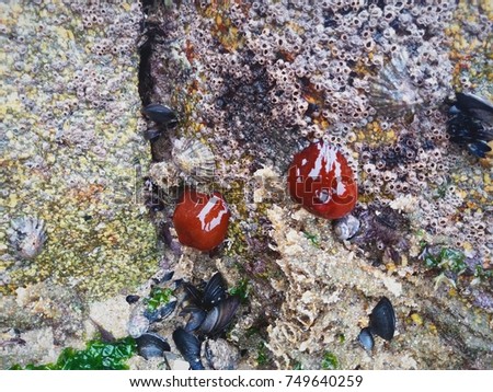 Two sea creatures glued to a rock alongside other marine organisms