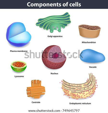 ENDOPLASMIC-RETICULUM Stock Vector Images - Avopix.com