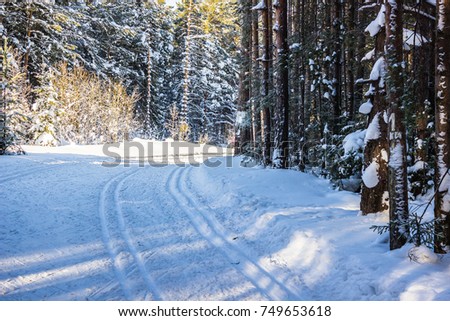 Winter landscape. Walk in winter woods. Snow world. The track for cross-country skiing. Beautiful and unusual roads and forest trails. The snowy forest. The winter is tale.