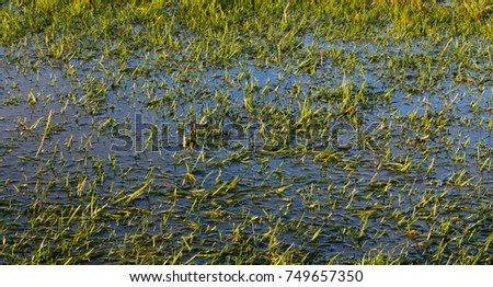 A waterlogged green grass pitch field, stopping the game being played Royalty-Free Stock Photo #749657350