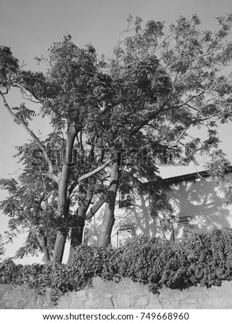 Beautiful house and tree in black and white