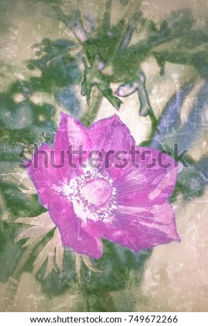 altered flower photo with textural effect