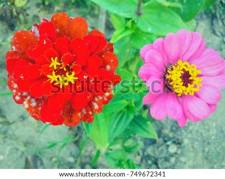 Beautiful colorful flowers in close-up with nature as background