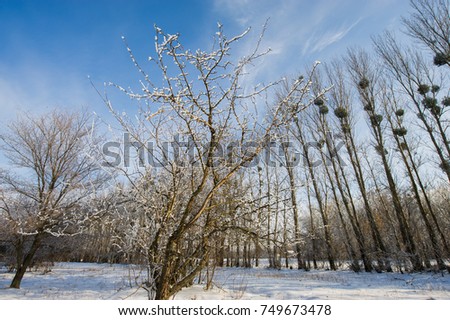 trees covered with hoarfrost and snow in the countryside