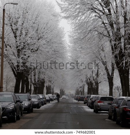 snow and frost in the city, winter scene