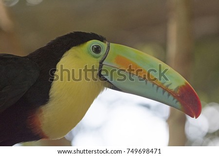 Head of a Keel-Billed toucan in the La Paz Wildlife Sanctuary in Costa Rica
