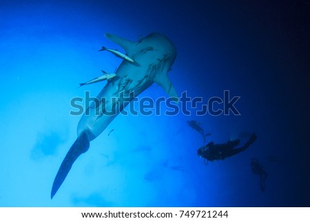 Whale Shark and Scuba divers