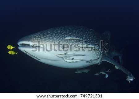 Whale Shark underwater with Remora fish