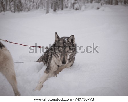 Husky sitting in the snow 