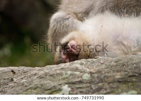 macaque, snow monkey resort, Japan