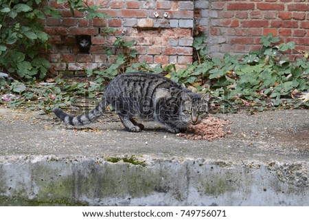 A cat standing on the floor and eating food with nature and red brick background.