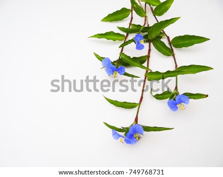 Dayflowers on white. Blue dayflower branches (Commelina erecta) over white background.  