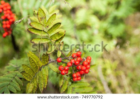Bunches of red Rowan on the background of blurred forest