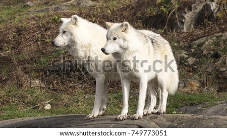 Arctic Wolves in the fall