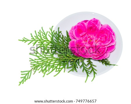 Damask rose petals for rose tea with pine leaf on white background. (Rosa damascena Mill)