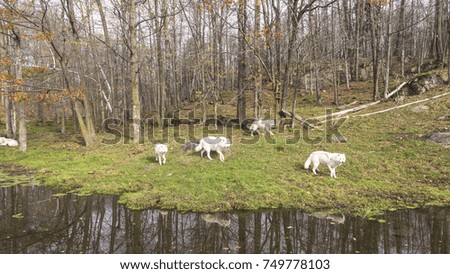 Arctic Wolves in the fall season