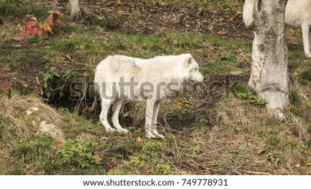 Arctic Wolves in a fall scene