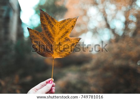 A beautiful orange leaf in Washington, D.C.