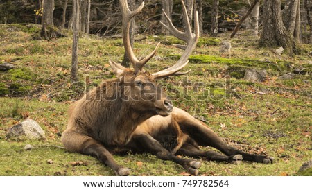 A resting large elk in the fall season
