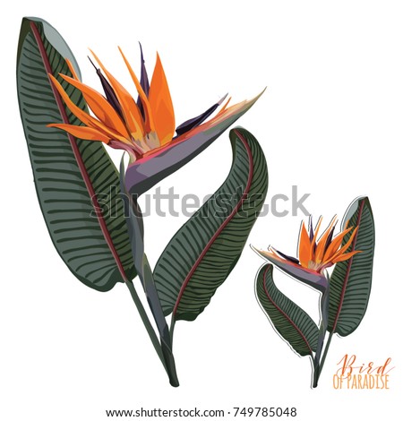 Bird Of Paradise Flowering with Leaves Plant Clip Art