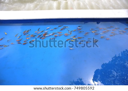 Beautiful Japanese Koi carp fish in the blue pond.