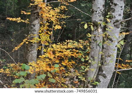 autumn magic colors
