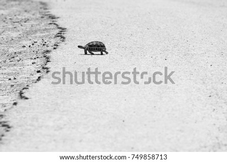 A black and white image of a tortoise crossing the road 