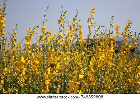 Yellow Flower Field.