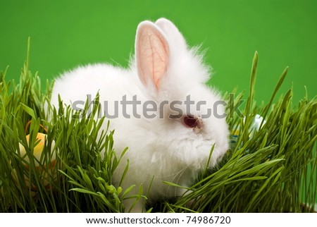 Very Cute Easter Bunny
