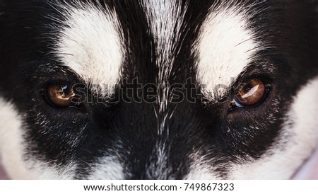 Close up funny black Siberian Husky face . The Siberian Husky is a medium size working dog breed that originated in north-eastern Siberia, Russia. Siberian Husky is funny dog.