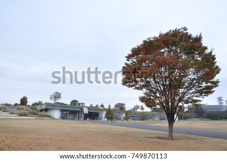 A big tree stands alone at the outdoor in the garden surrounded by the concrete buildings and structures with clear sky background