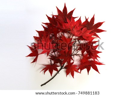 Stacks of Maple leaves isolated on white background