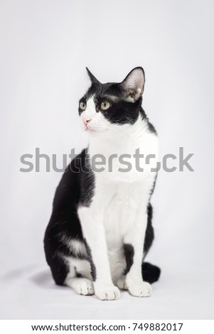 Beautiful and Adorable Black and White Cat Sitting and Looking Something on the White Background
