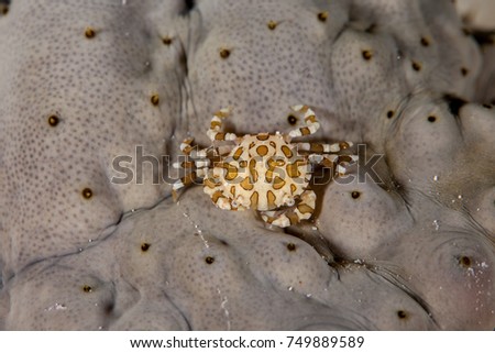 Sea Cucumber Swimmer Crab