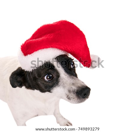 Funny jack russell terrier with santa claus hat