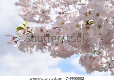 Cherry blossom flowers in California. Royalty-Free Stock Photo #749900002