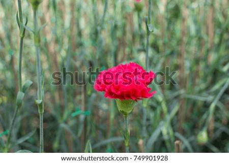 carnation red flower chaingmai in thailand