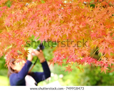 autumn leaves concept people and tourists enjoy and take photo of the color leaves like yellow ginkgo leaves, red maple the most popular activity in japan during October and November