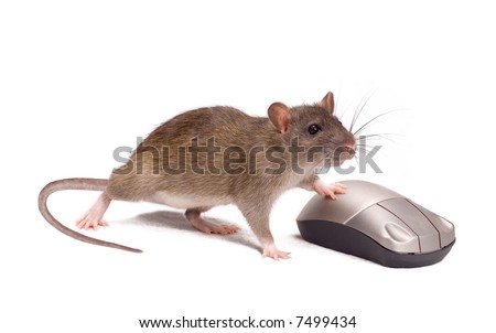 Rat and the mouse on a white background