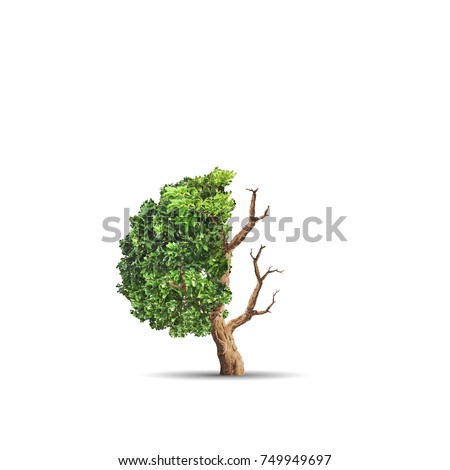 The concept image of ecology. Half alive and half dead tree. Environment concept Royalty-Free Stock Photo #749949697