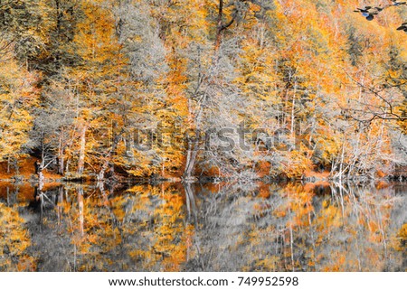 Autumn, forest colorful leaves and waterfall stream, lake views