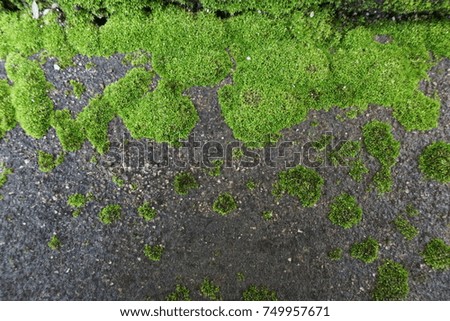 moss on the cement floor Royalty-Free Stock Photo #749957671