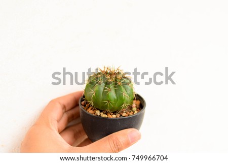 Cactus in hand with a white background.