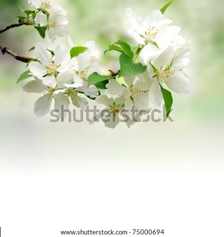 photo of blossoming tree brunch with white flowers on bokeh green background