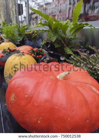 Pumpkin in the shop-window