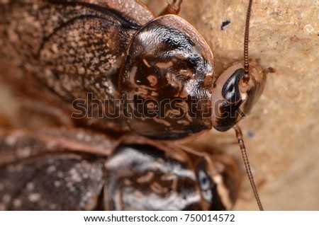 Cockroach (Nauphoeta cinerea)