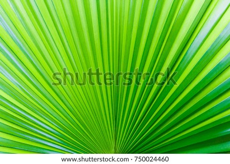 Closeup palm leaf texture for wallpaper.