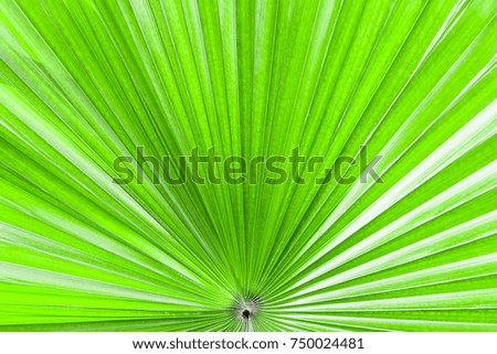 Closeup palm leaf texture for wallpaper.