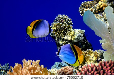Chaetodon vagabundus and coral reef, Koh Tao island, Thailand